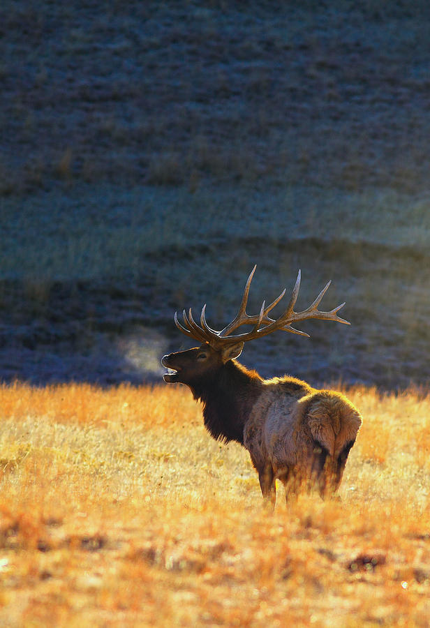 Yellowstone National Park Photograph - Morning Breath by Kadek Susanto