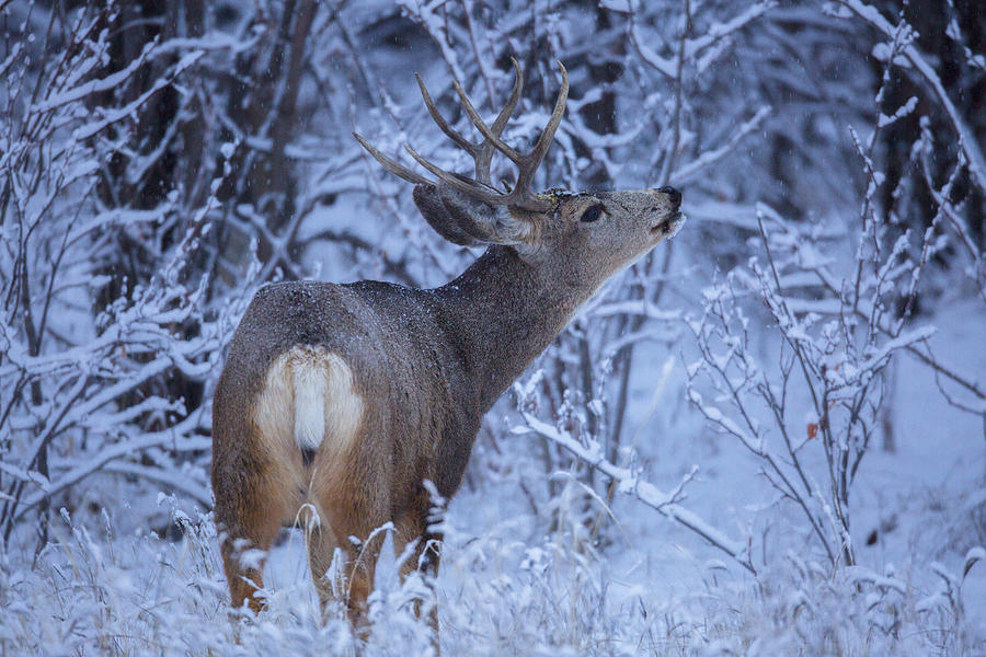 Morning Snowfall Photograph by Jeff Shumaker