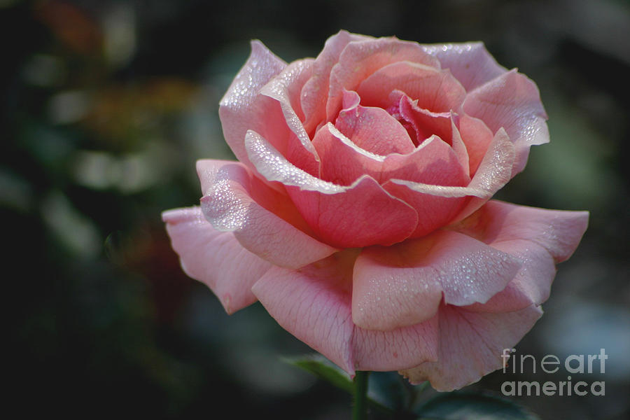 Rose Photograph - Morning Sparkles by Living Color Photography Lorraine Lynch