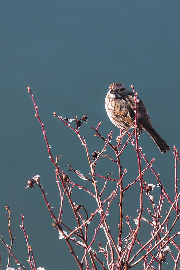 Morning Sparrow Photograph by Jan Davies
