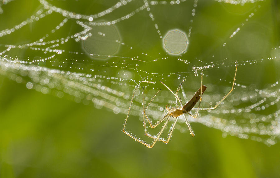 Morning spider Photograph by Mircea Costina Photography