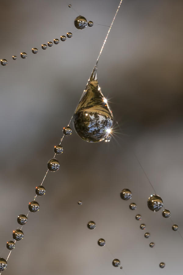 Nature Photograph - Morning Spider Web Dew by David Lester