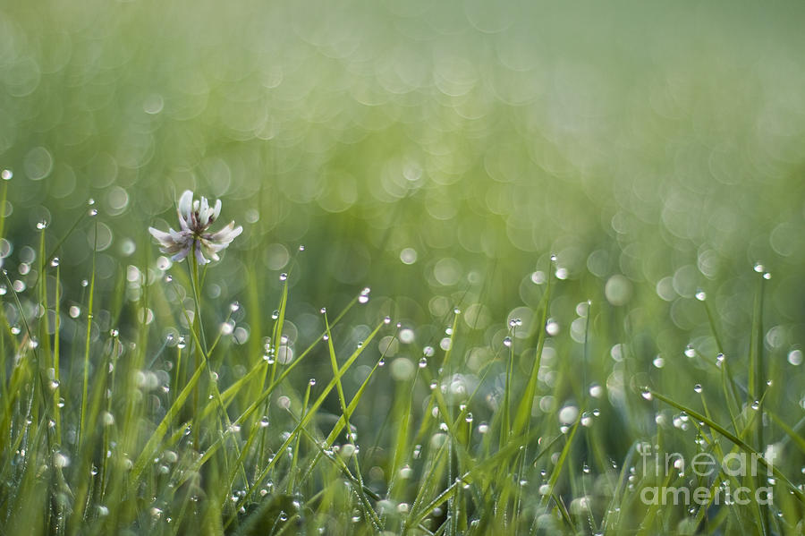 Meadow Photograph - Morning splendour by Maria Ismanah Schulze-Vorberg