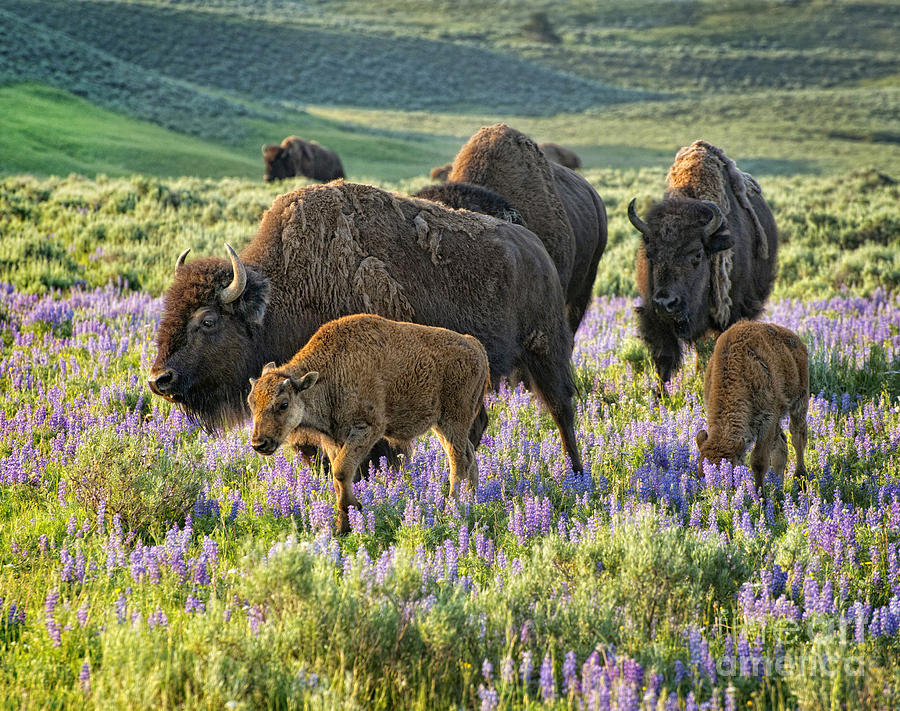 Yellowstone National Park Photograph - Morning Stroll by Claudia Kuhn