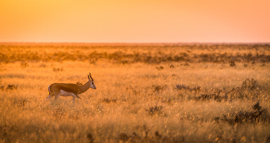 Nature Photograph - Morning Stroll - Springbok Antelope Photograph by Duane Miller