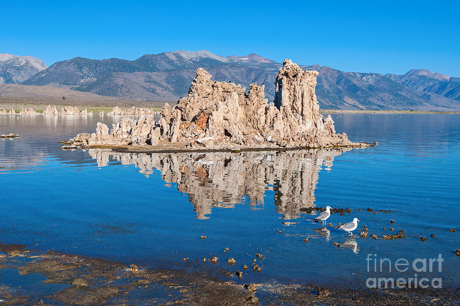 Bird Photograph - Morning Stroll - View with reflection of the strange Tufa Towers of Mono Lake. by Jamie Pham