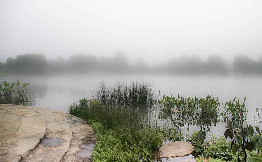 Morning Summer Mist Photograph by Julie Palencia