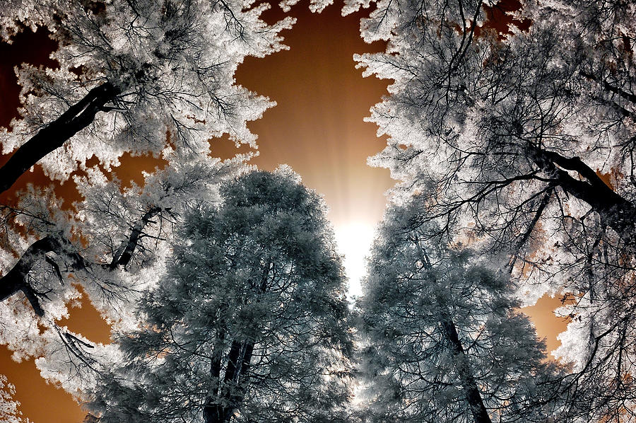 Morning Sun and Pines Photograph by Steve Zimic