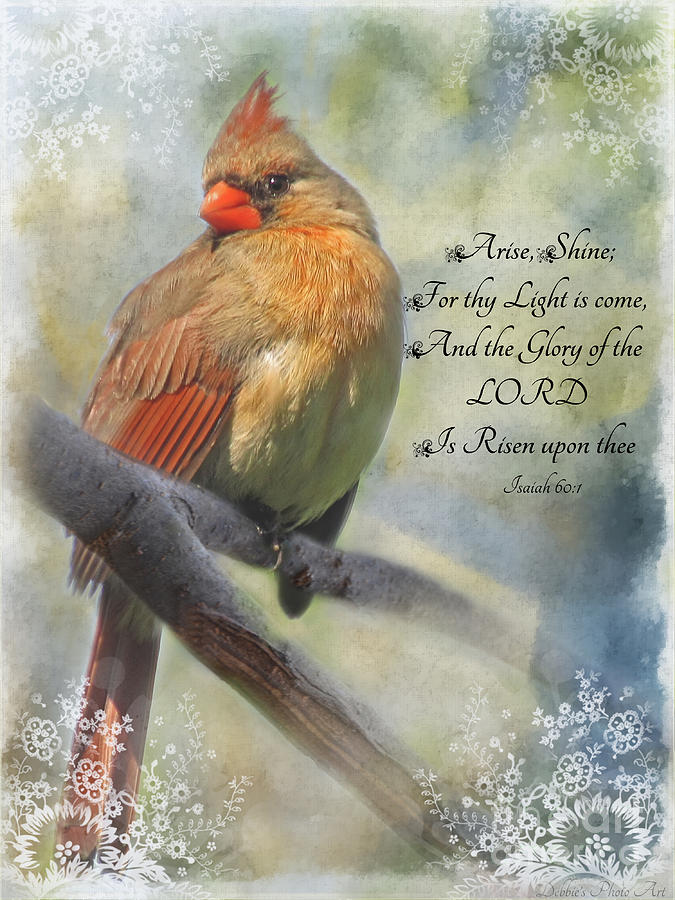 Morning sun Cardinal with Verse Photograph by Debbie Portwood