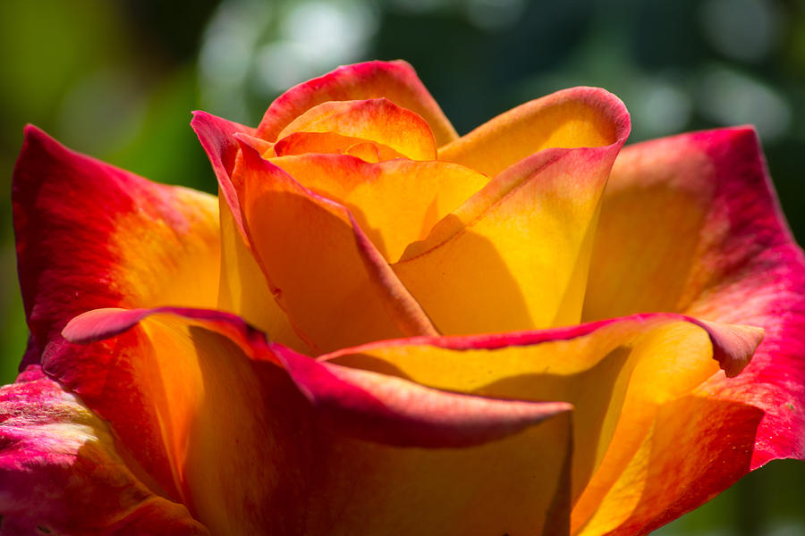 Flower Photograph - Morning Sun Rose by Tikvahs Hope