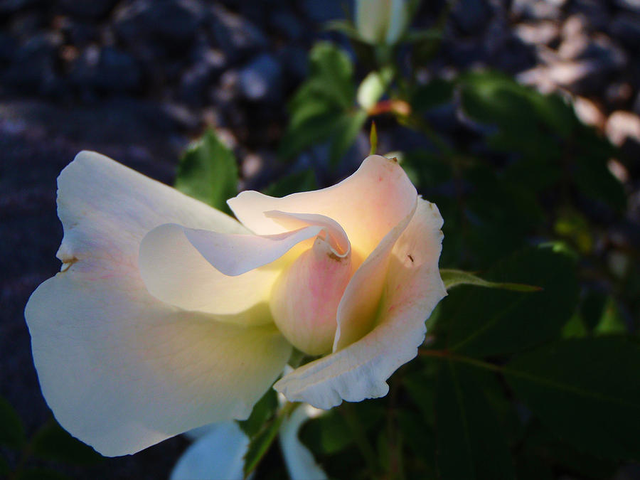 Morning Sun Rose Photograph by Roxy Hurtubise