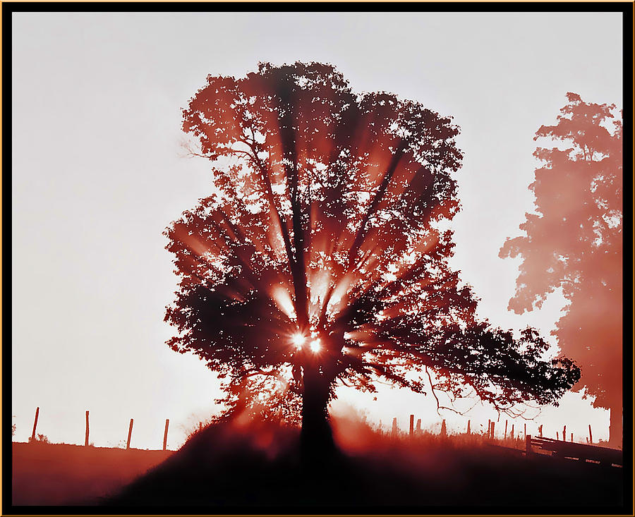 Nature Photograph - Morning Sunburst by Brian Graybill