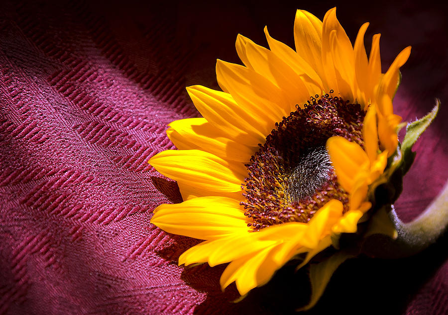 Morning Sunflower Photograph by Mark McKinney