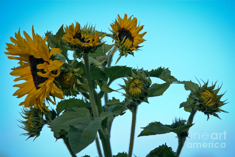 Morning Sunflowers Photograph by Cheryl Baxter