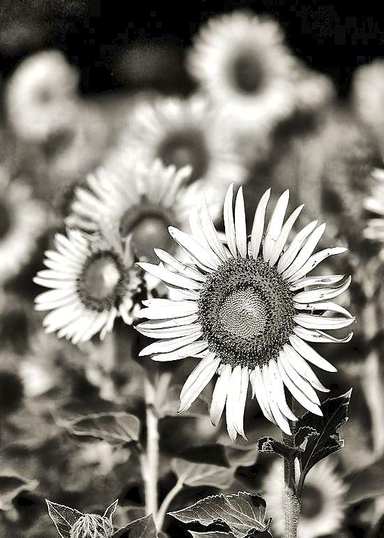 Nature Photograph - Morning Sunflowers by Kathy Baucum