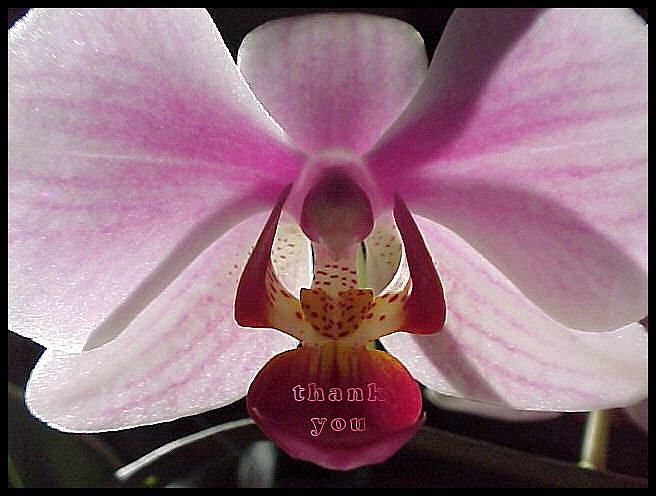 Orchid Photograph - Morning Sunlight Orchid and a reminder to utter the words Thank You. by Raenell Ochampaugh