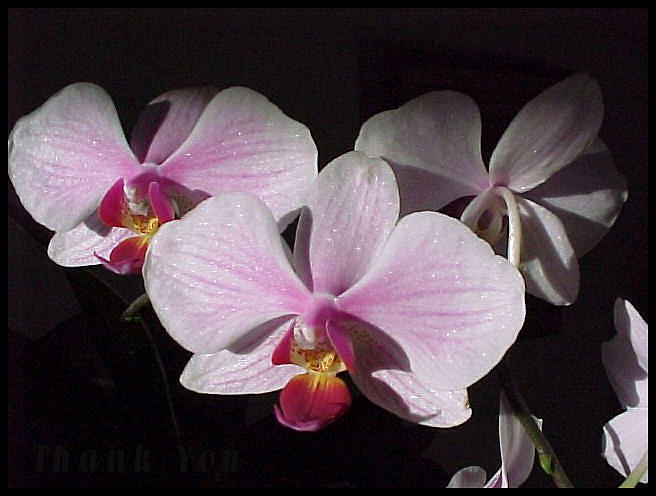 Flower Photograph - Morning Sunlight Orchids and a reminder to utter the words Thank You. by Raenell Ochampaugh