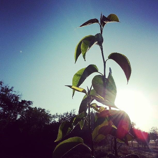 Morning Sunlit Apple Tree Photograph by Blake Kirby