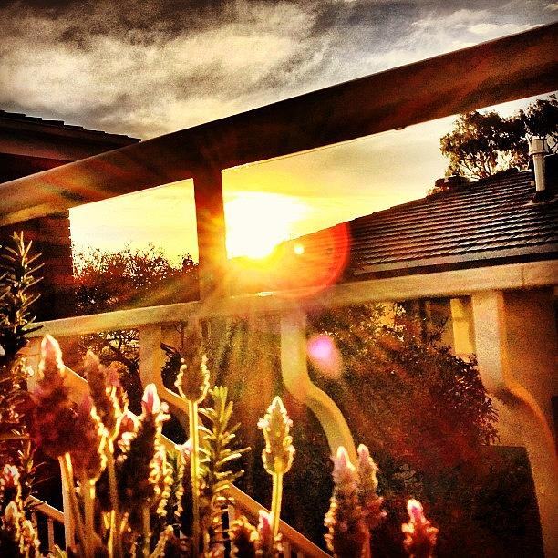 Nature Photograph - Morning Sunshine. #flareforyoface by Caseofinstagram  