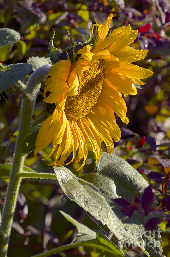 Sunflower Photograph - Morning Sunshine by Sharon Talson
