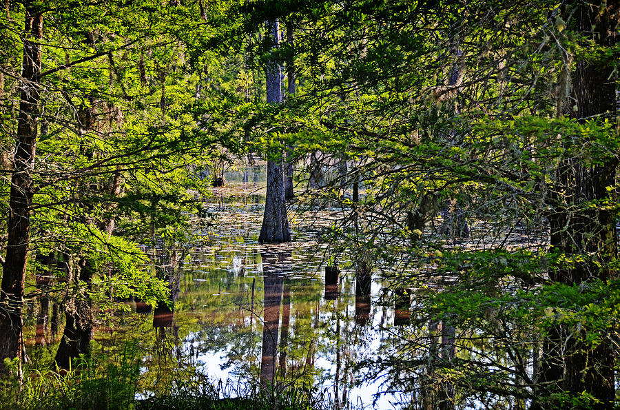 Morning Swamp Photograph by Linda Brown