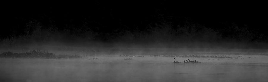 Duck Photograph - Morning Swim bw by Aaron Bedell