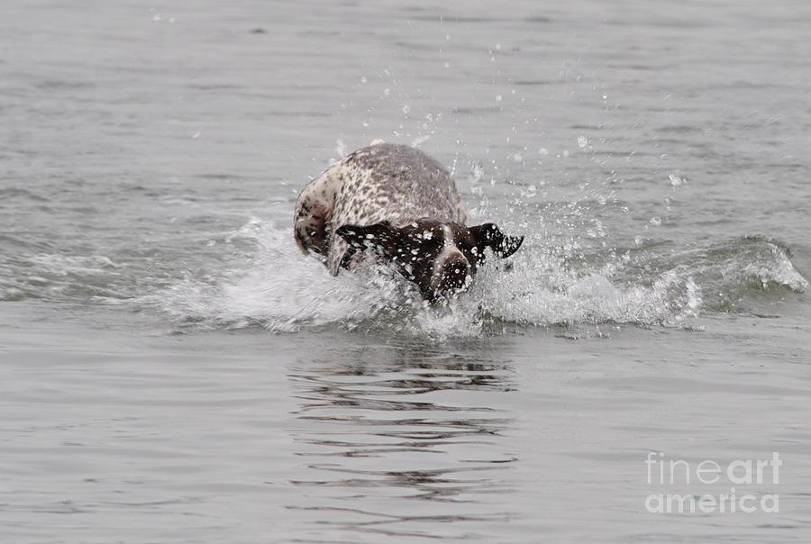 Dog Photograph - Morning swim by Paulina Roybal