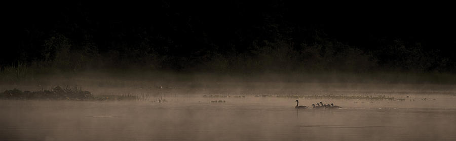 Duck Photograph - Morning Swim sepia by Aaron Bedell