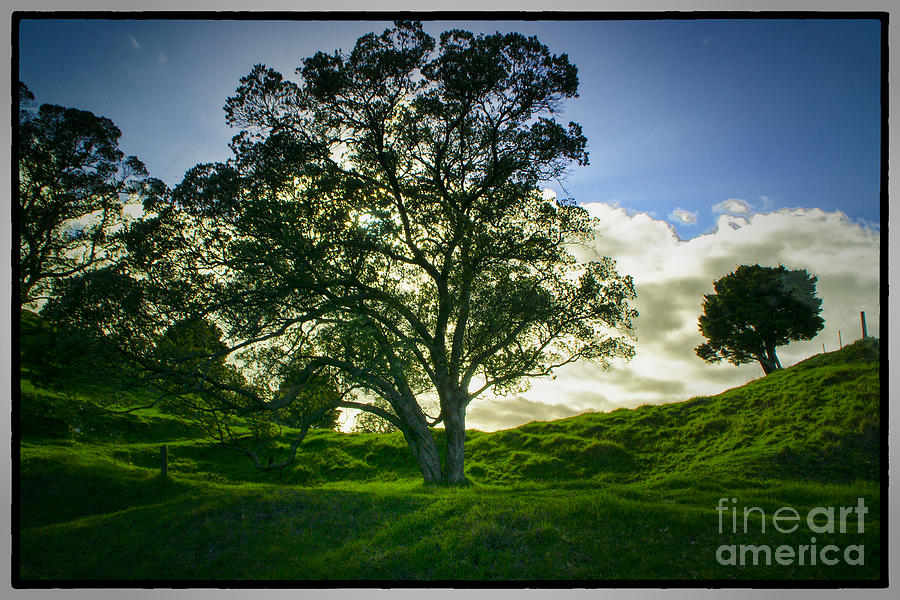 Morning Tree Photograph by Rick Bragan