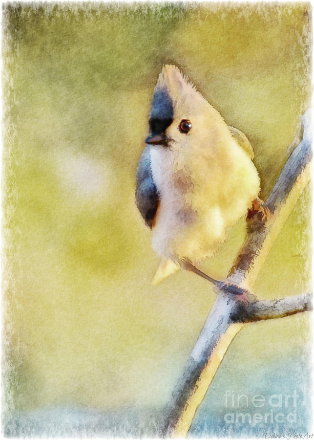 Titmouse Photograph - Morning Tufted Titmouse - Digital Paint with Frame by Debbie Portwood