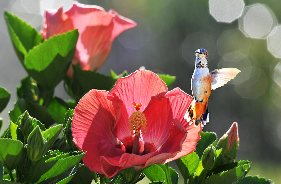 Hummingbird Photograph - Morning Visitor by Lynn Bauer