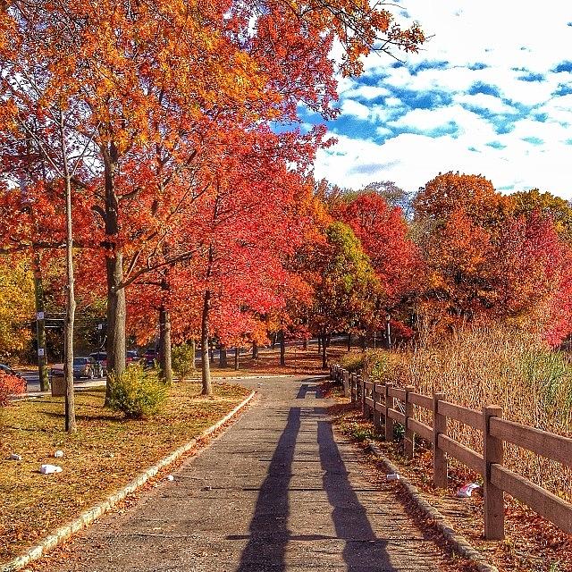 Morning Walk 🍁🍂🌾🍃💛 Photograph by Audrey Park