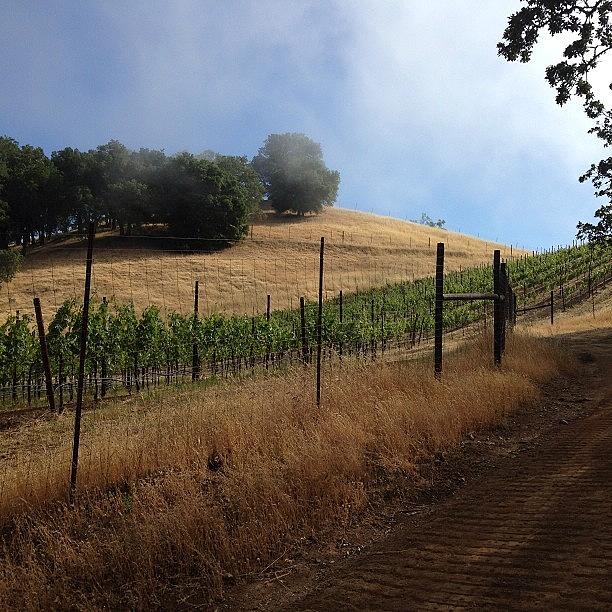 Wine Photograph - Morning Walk In The Vineyard, Going To by Adam  Meier