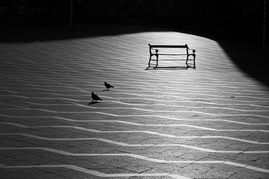 Pigeon Photograph - Morning Walk by Inge Riis McDonald