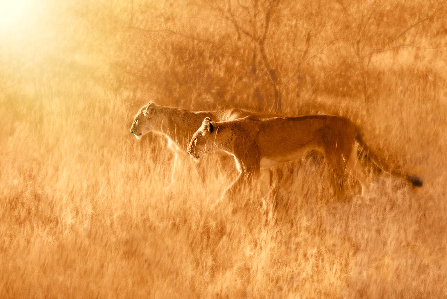 Animal Photograph - Morning Walk by Sayyed Nayyer Reza