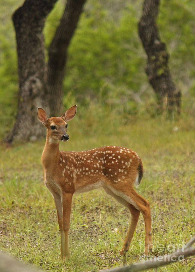 Fawn Photograph - Morning Wanderer by Diana Black