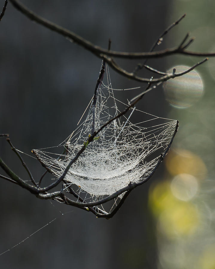 Morning Web Photograph by Mark Little