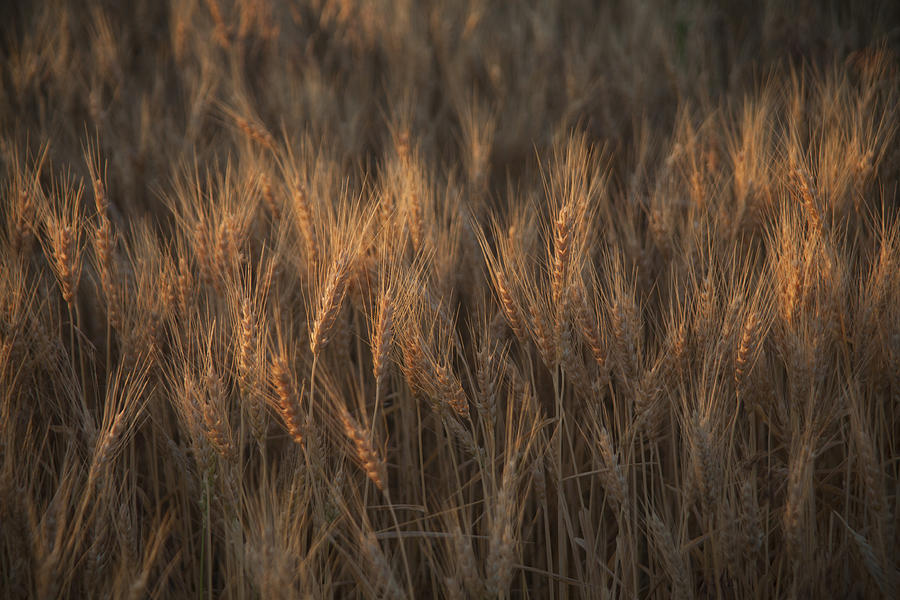 Morning Wheat Photograph by Morris McClung
