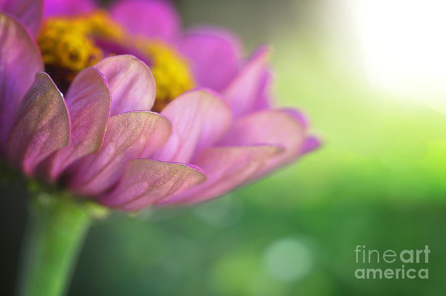 Flowers Still Life Photograph - Morning Zinnia by Chris Fleming