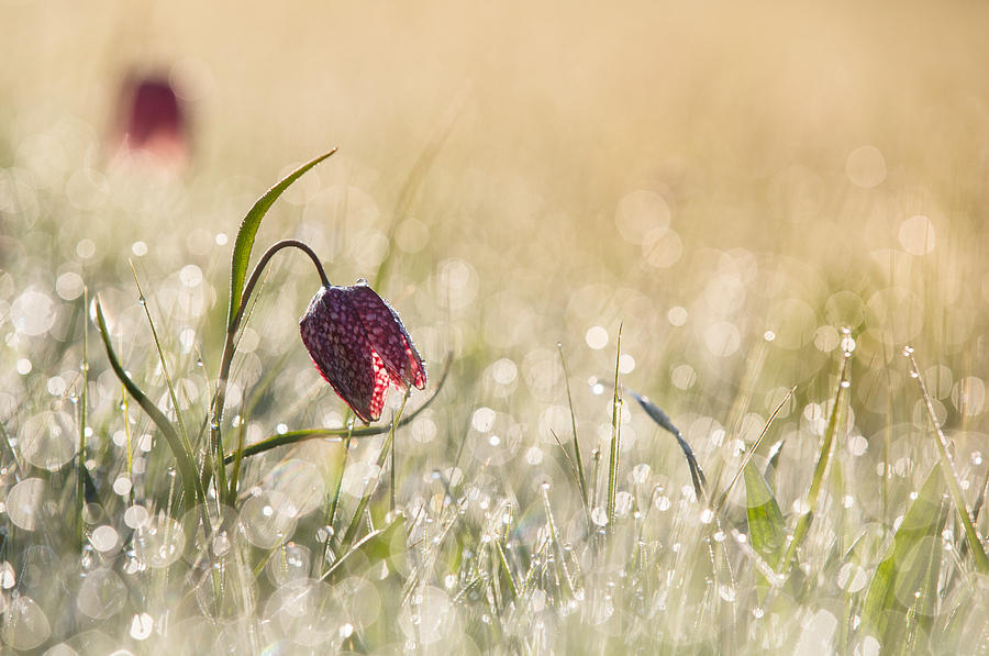 Flower Photograph - Morningdew by Anton Van Dongen