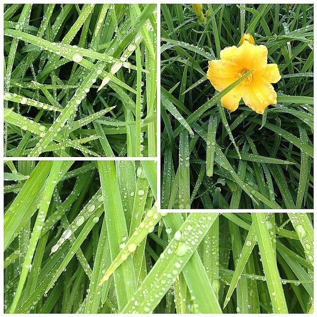 Nature Photograph - #morningdew #grass#water #rain #plants by Smilesinseconds Bryant