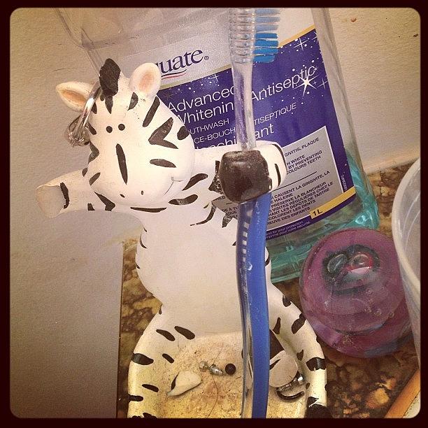Zebra Photograph - #morningritual Go Pee, Brush Teeth by Katrina A