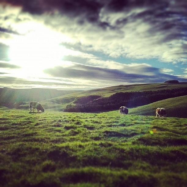 Nature Photograph - #morninground #heifers #simmental by Jen Mac