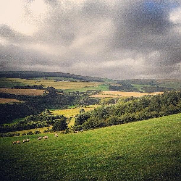 Sheep Photograph - #morninground #sheep #farming #agri by Jen Mac