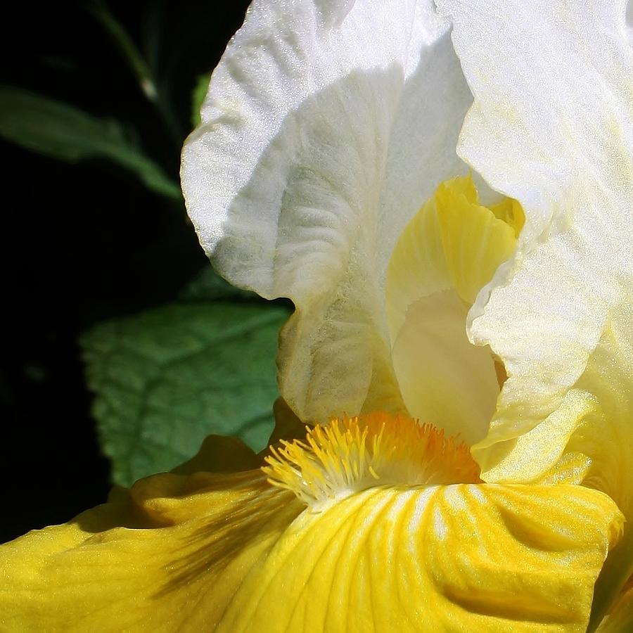 Iris Photograph - Mornings Light by Bruce Bley