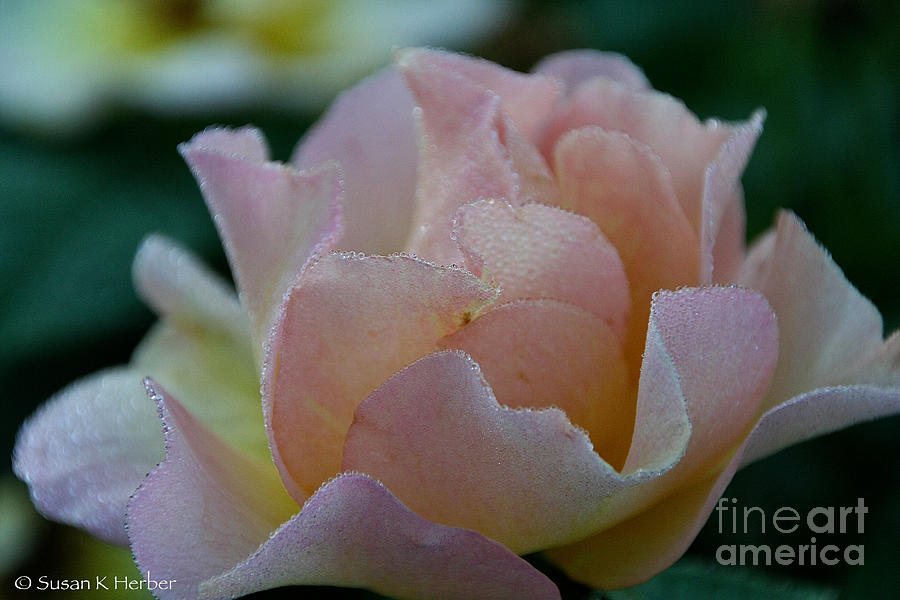 Mornings Soft Dew Photograph by Susan Herber