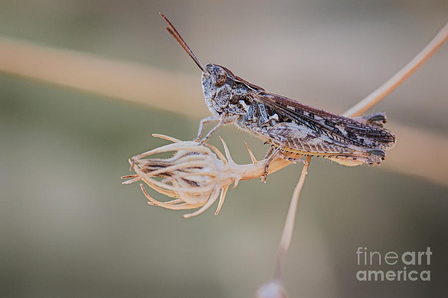 Moroccan locust Photograph by Jivko Nakev