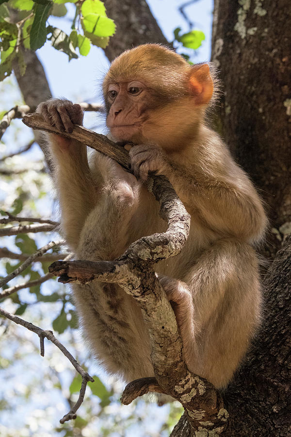 Morocco A Young Barbary Ape, Or Photograph by Brenda Tharp