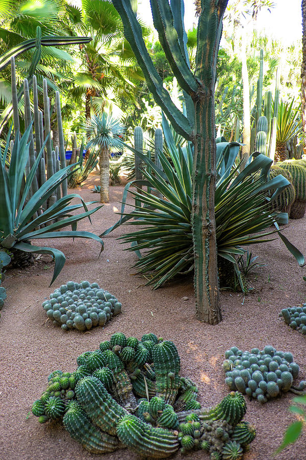 Morocco, Marrakech, Jacques Majorelle Photograph by Emily Wilson - Fine ...