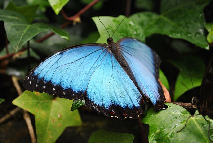 Morpho Bleu Photograph by Sylvianne Landry - Fine Art America